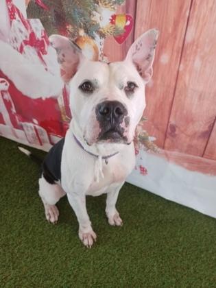 Enlarge Pirate, a Adoptable mixed breed in Longview, TX image 1/1