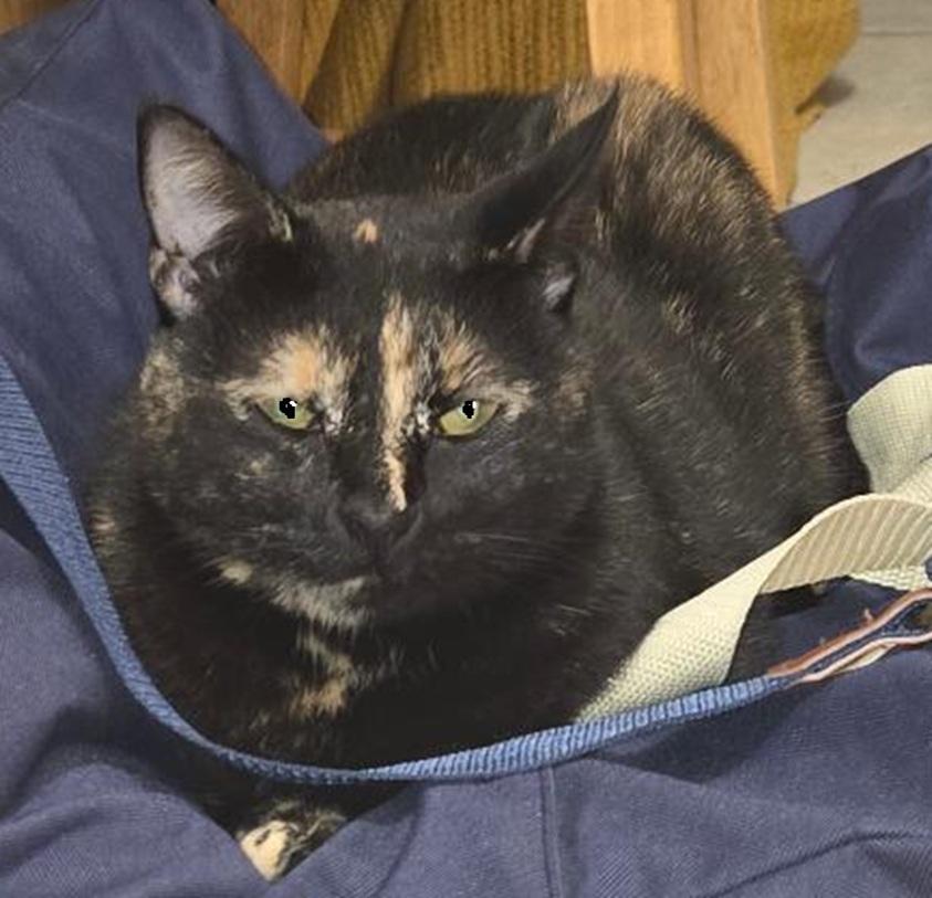 Dolly, a Adoptable mixed breed in Safety Harbor, FL image 1/3