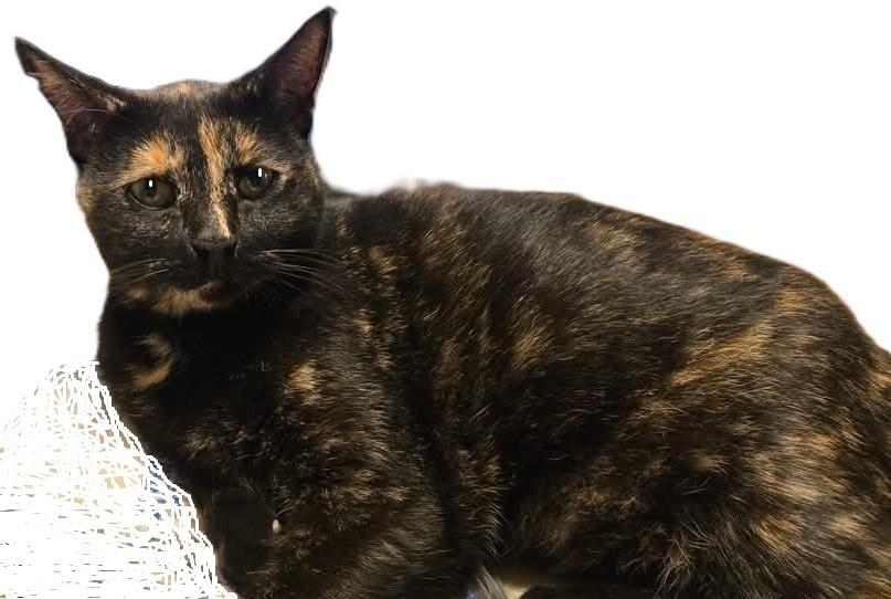 Dolly, a Adoptable mixed breed in Safety Harbor, FL image 2/3