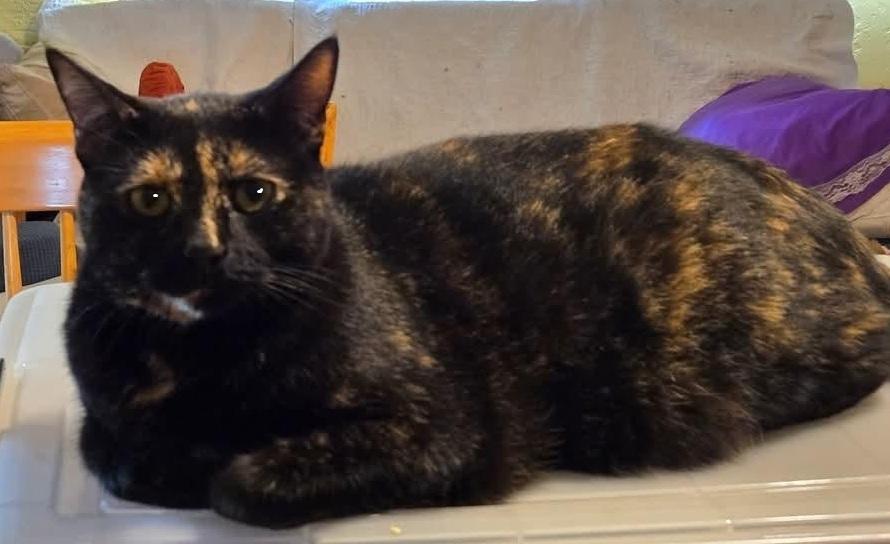 Dolly, a Adoptable mixed breed in Safety Harbor, FL image 3/3