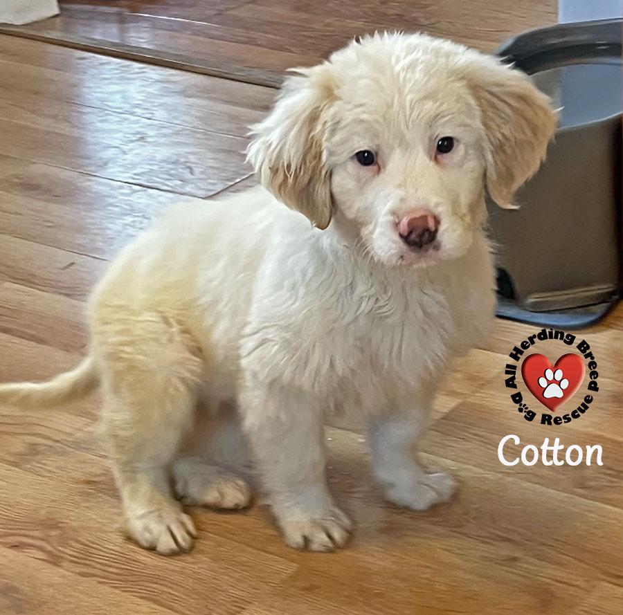 Cotton, ADOPTABLE, Puppy Male Great Pyrenees.