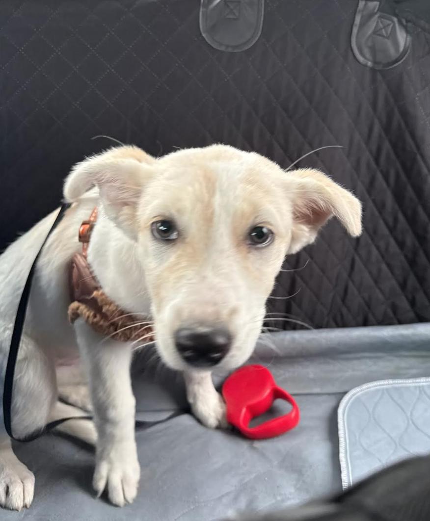 Enlarge Mocha, a ADOPTABLE mixed breed in Calgary, AB image 3/4