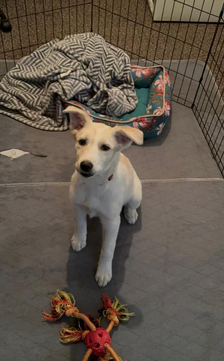 Enlarge Mocha, a ADOPTABLE mixed breed in Calgary, AB image 4/4