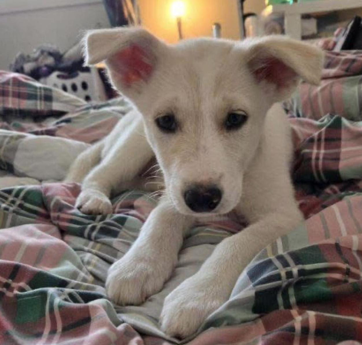 Mocha, ADOPTABLE, Young Female Husky & Labrador Retriever.