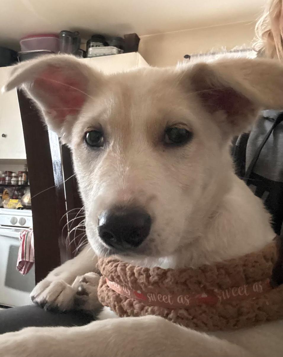 Enlarge Mocha, a ADOPTABLE mixed breed in Calgary, AB image 2/4