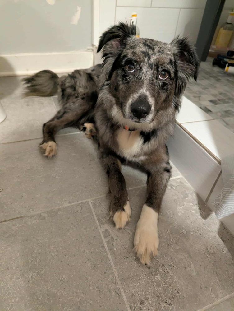 Enlarge Bagel TN, a Adoptable Australian Shepherd in Ontario, CA image 1/6