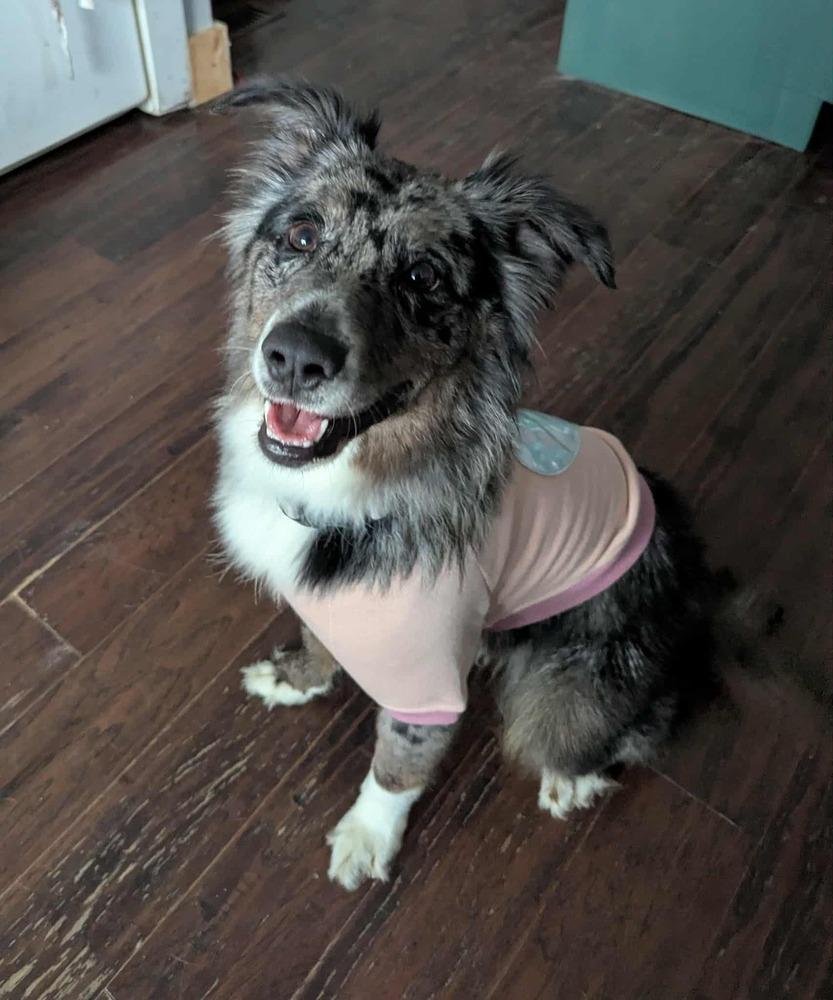 Enlarge Bagel TN, a Adoptable Australian Shepherd in Ontario, CA image 2/6