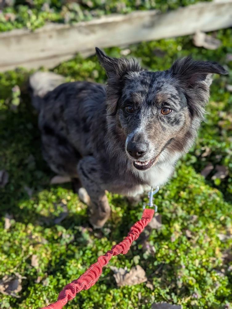 Enlarge Bagel TN, a Adoptable Australian Shepherd in Ontario, CA image 3/6