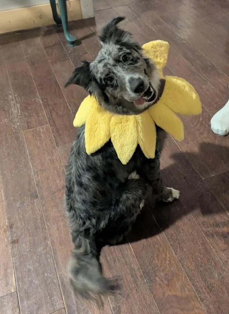 Enlarge Bagel TN, a Adoptable Australian Shepherd in Ontario, CA image 4/6