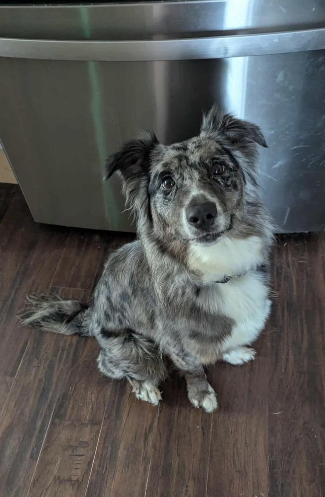 Enlarge Bagel TN, a Adoptable Australian Shepherd in Ontario, CA image 5/6
