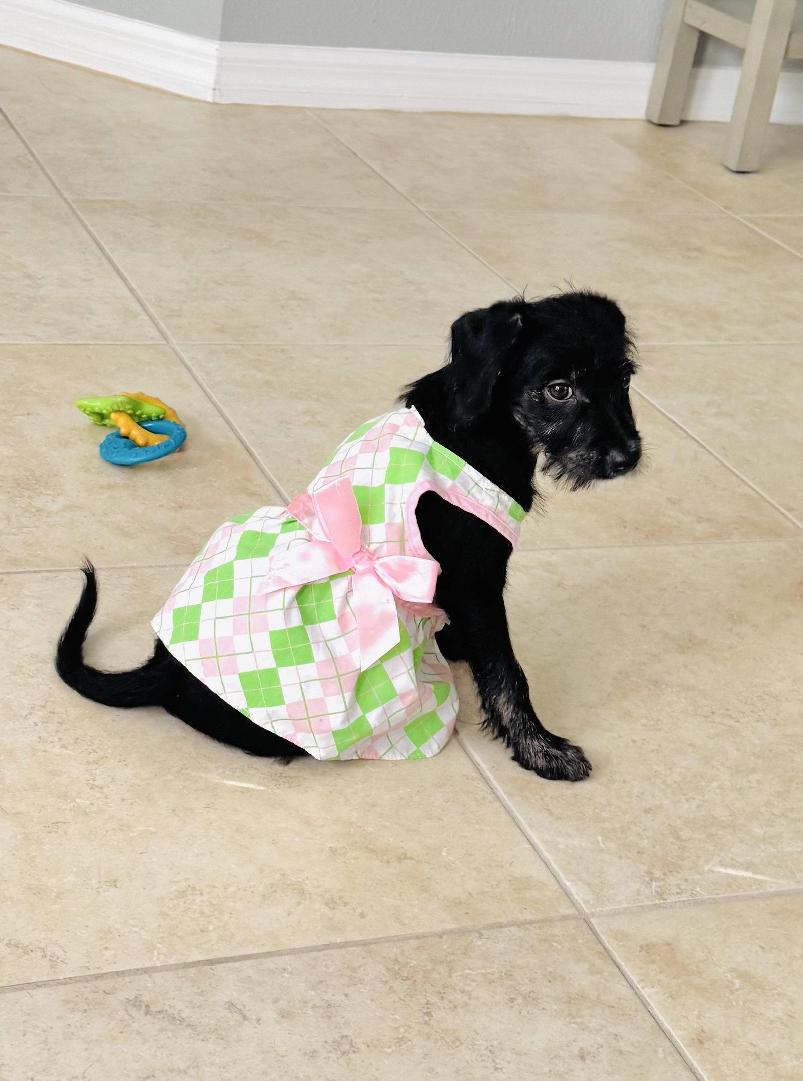 Enlarge Ella, a Adopted mixed breed in Valrico, FL image 1/3