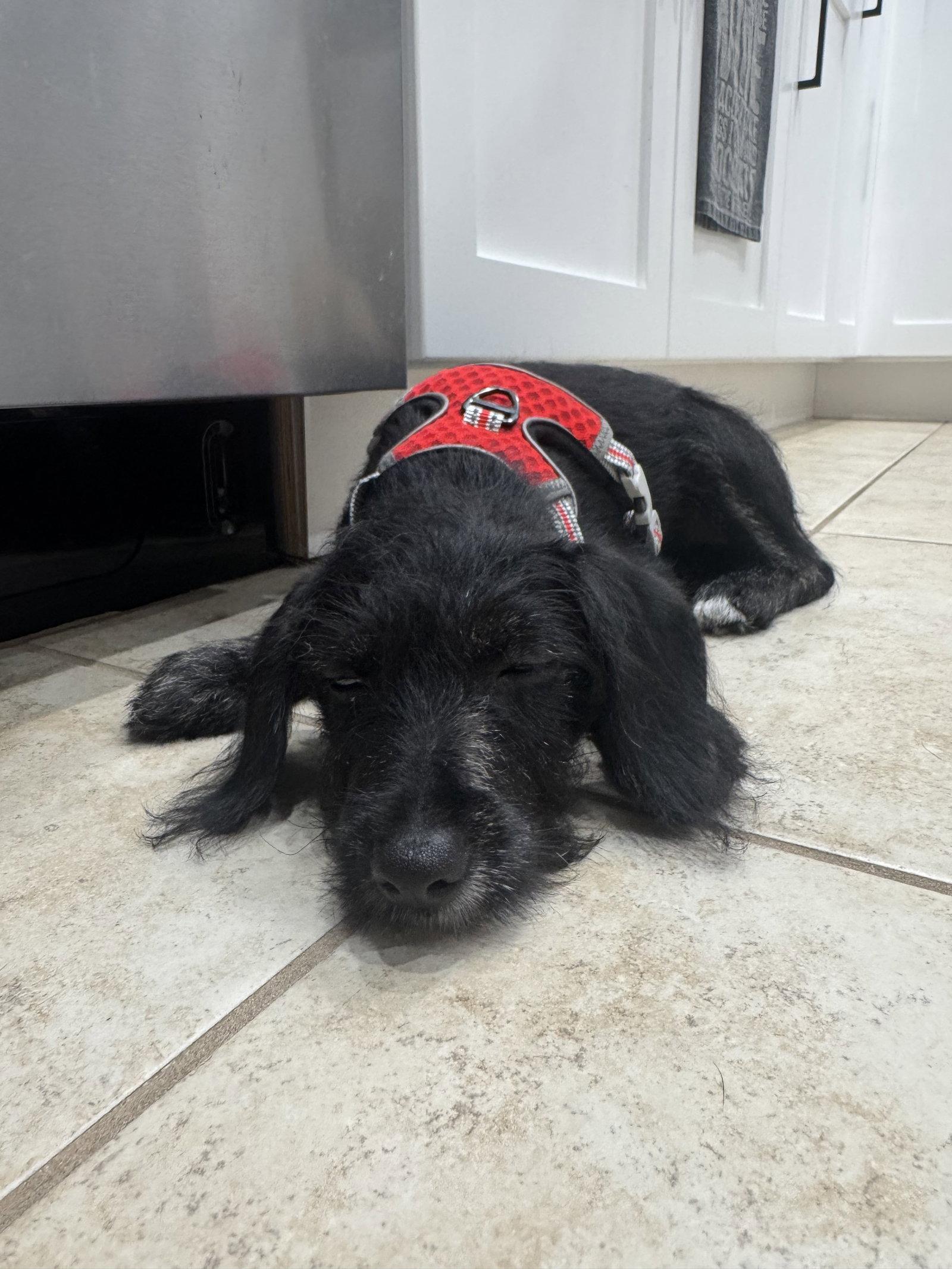 Enlarge Ella, a Adopted mixed breed in Valrico, FL image 2/3