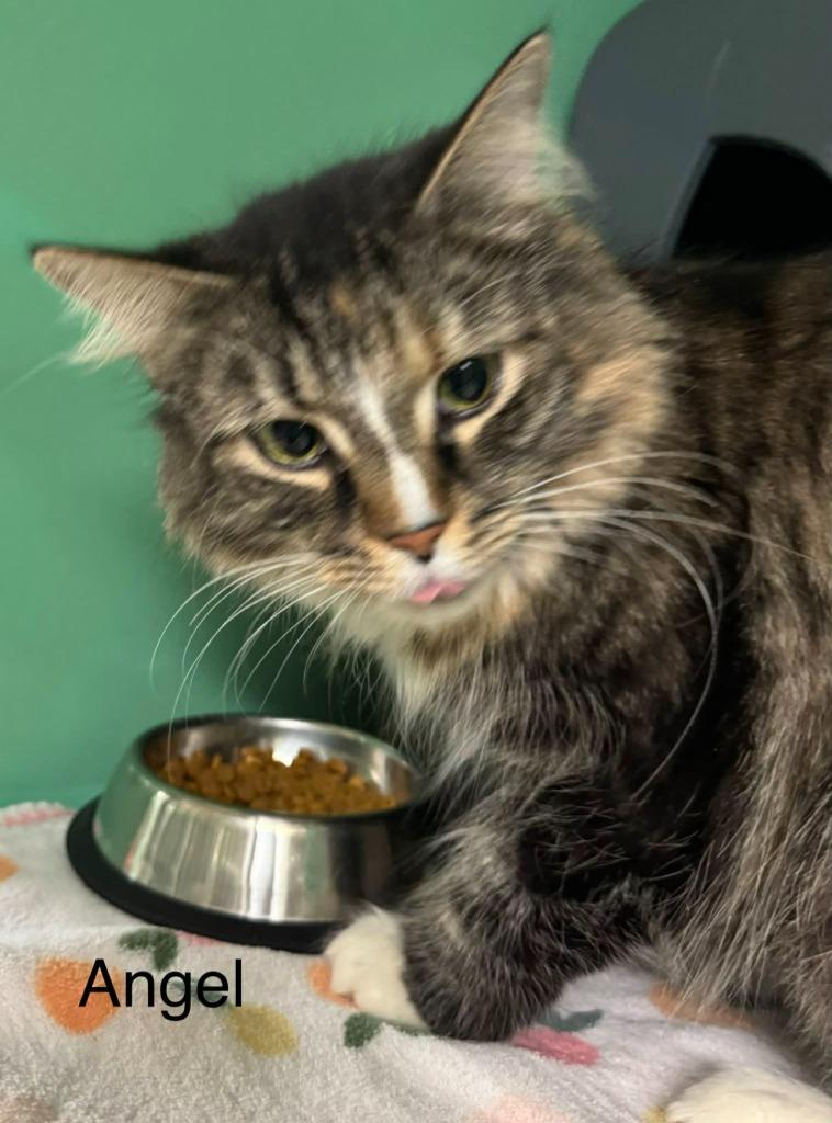 Enlarge Angel, a Adoptable mixed breed in Utica, MI image 1/3