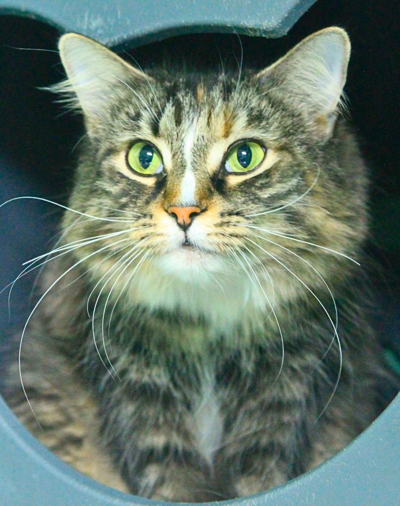 Enlarge Angel, a Adoptable mixed breed in Utica, MI image 2/3