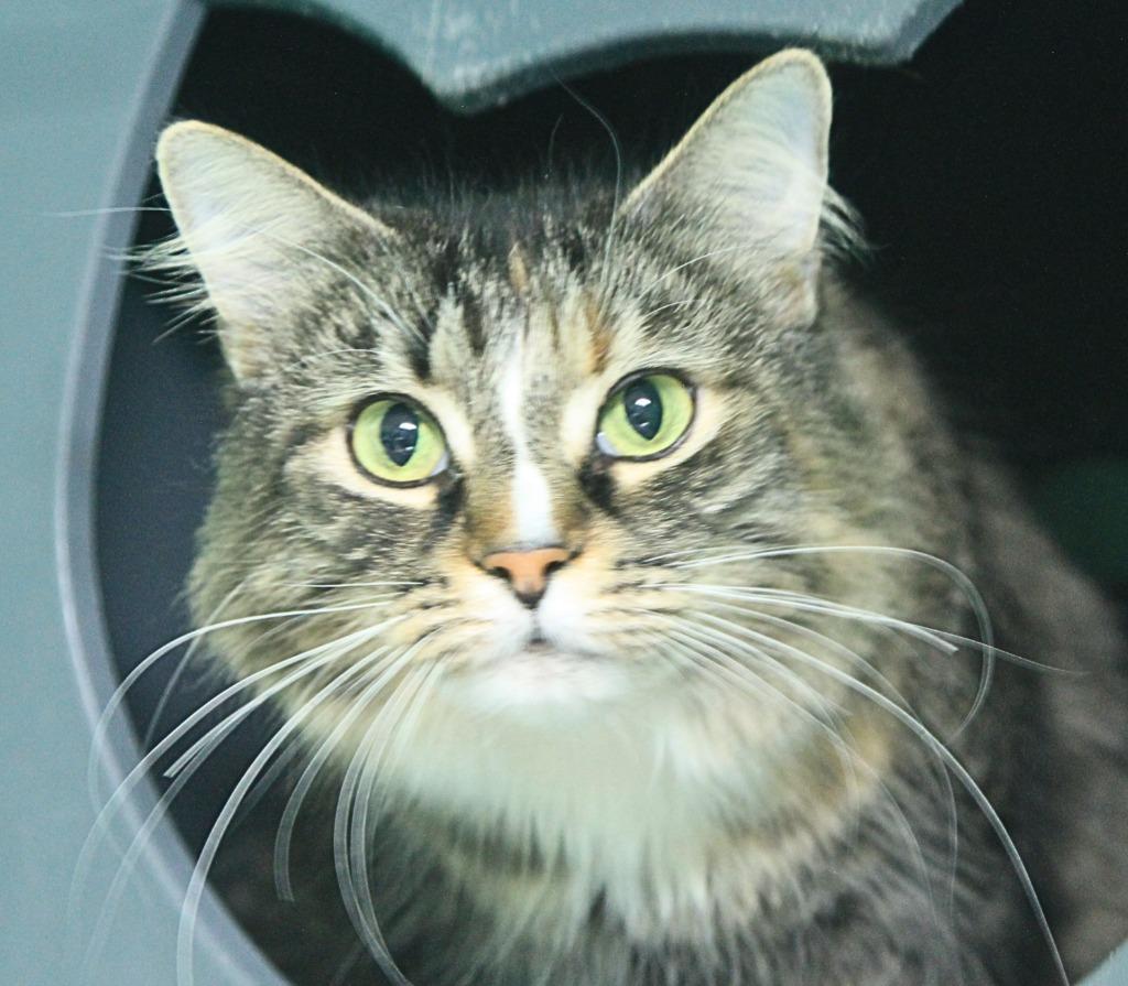 Enlarge Angel, a Adoptable mixed breed in Utica, MI image 3/3