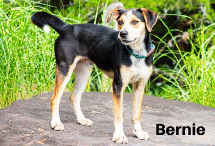 Bernie — thumbnail 2