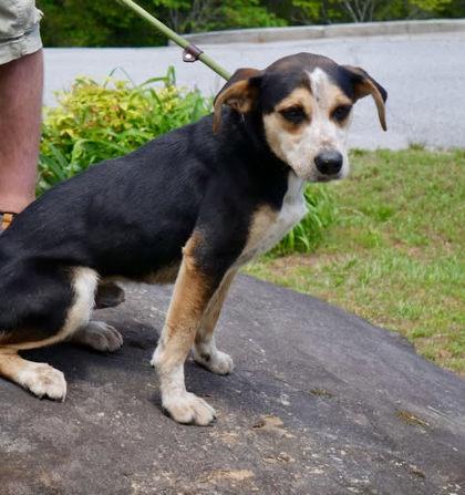 Bernie — thumbnail 3