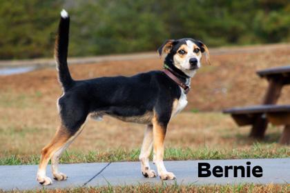 Bernie — thumbnail 4