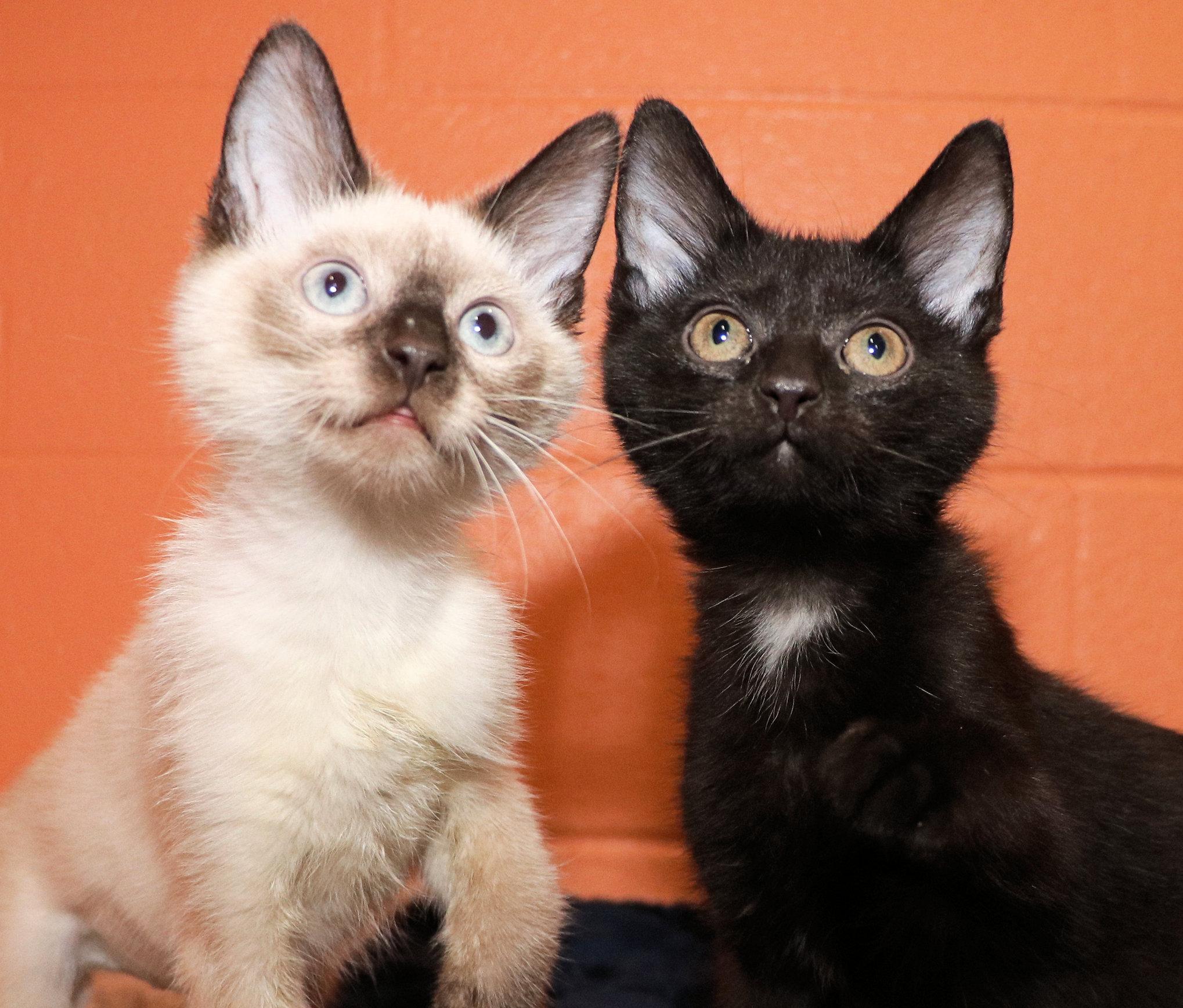 Enlarge Gidget and Gadget, an adopted mixed breed in Cincinnati, OH image 1/3