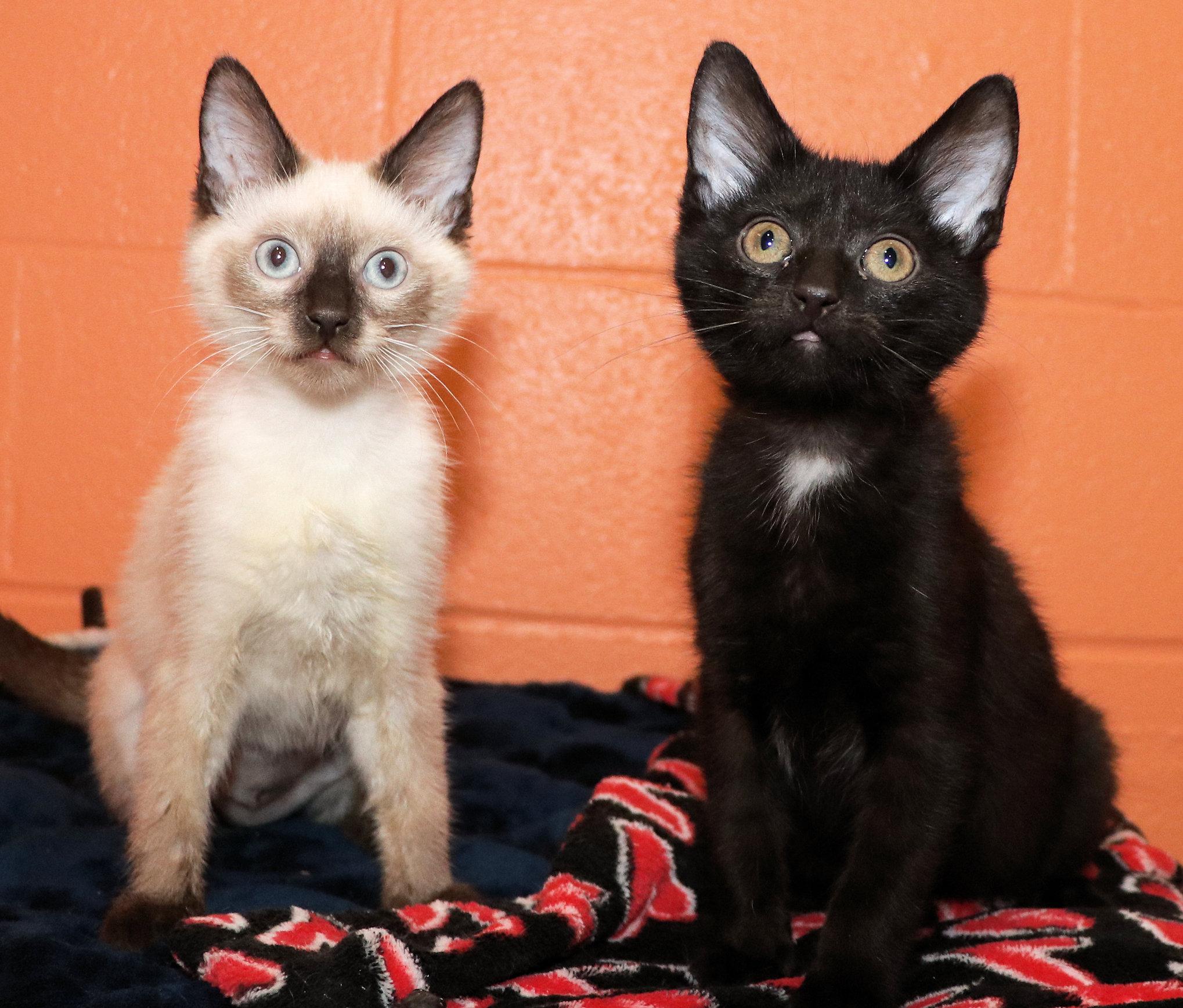 Enlarge Gidget and Gadget, an adopted mixed breed in Cincinnati, OH image 2/3