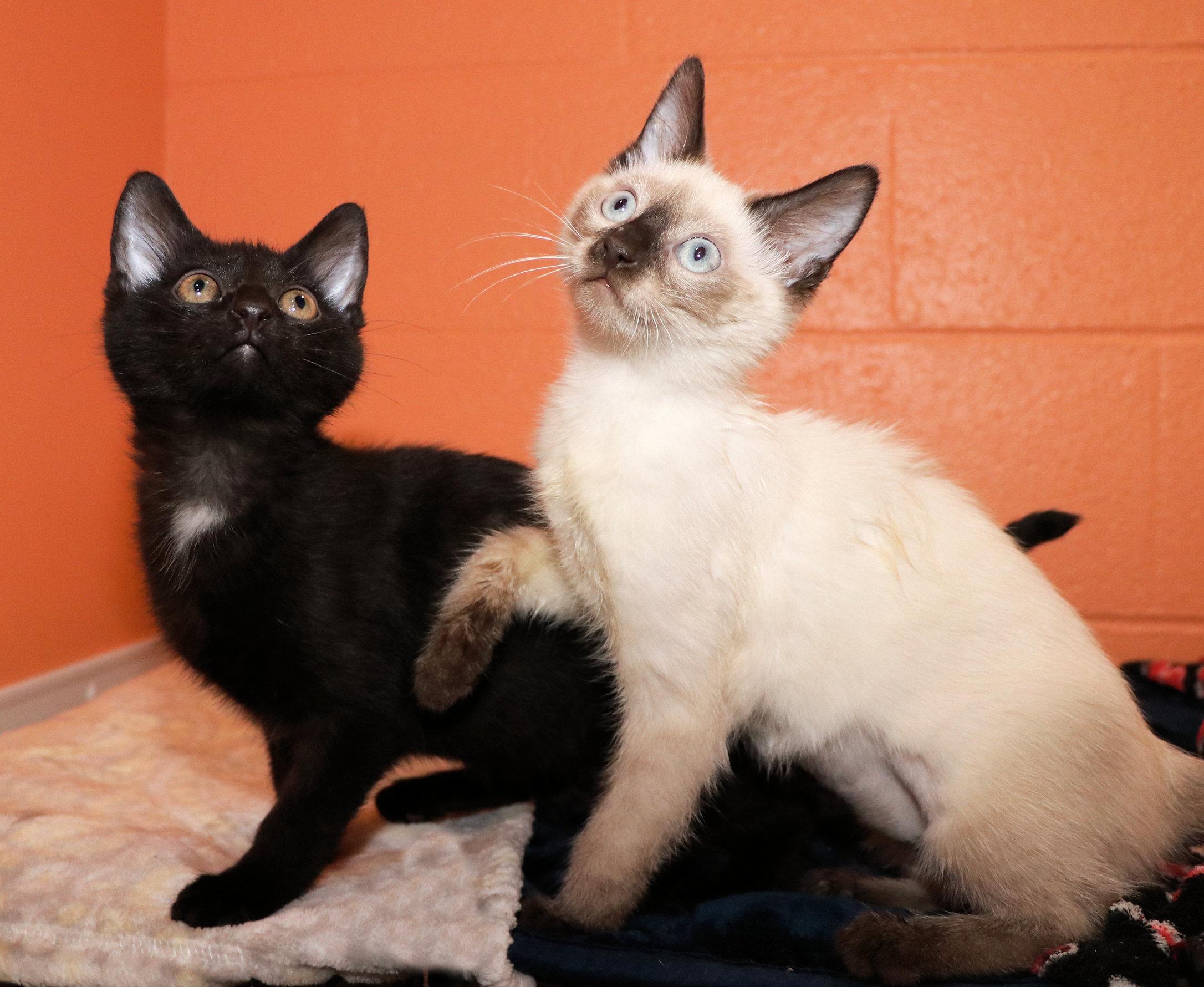 Enlarge Gidget and Gadget, an adopted mixed breed in Cincinnati, OH image 3/3