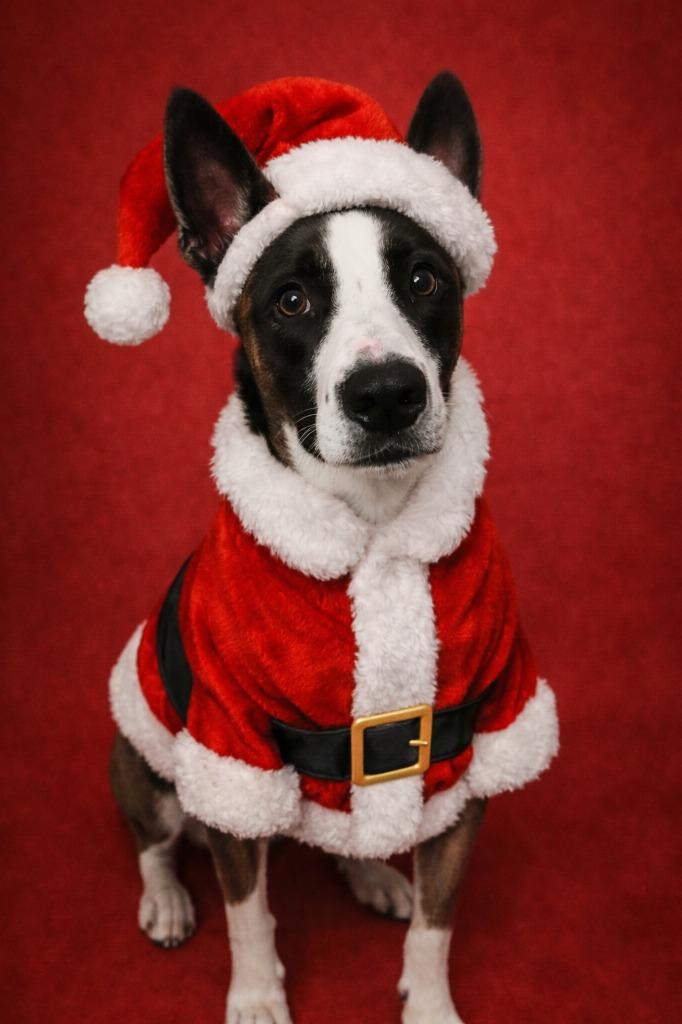 Enlarge AA Ron, a Adopted mixed breed in Hardeeville, SC image 1/4