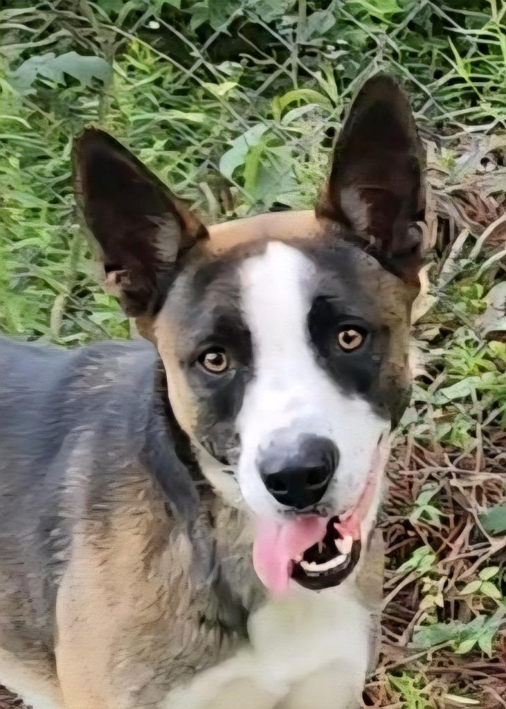 Enlarge AA Ron, a Adoptable mixed breed in Hardeeville, SC image 2/3