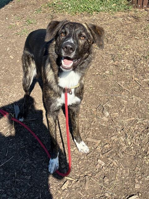 RICO, Adoptable, Young Male Australian Shepherd & Mixed Breed.