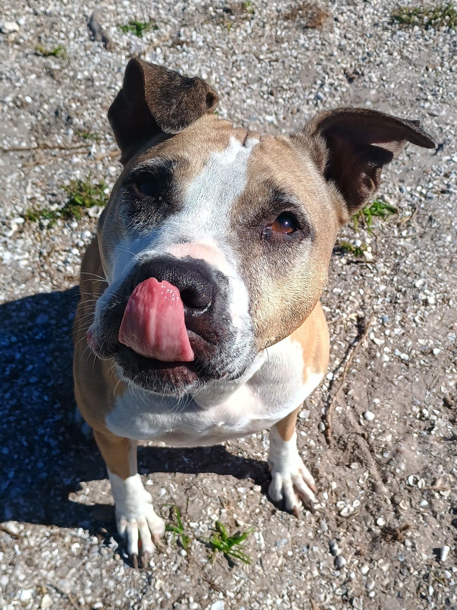 Sasha, Adoptable, Adult Female Mixed Breed.