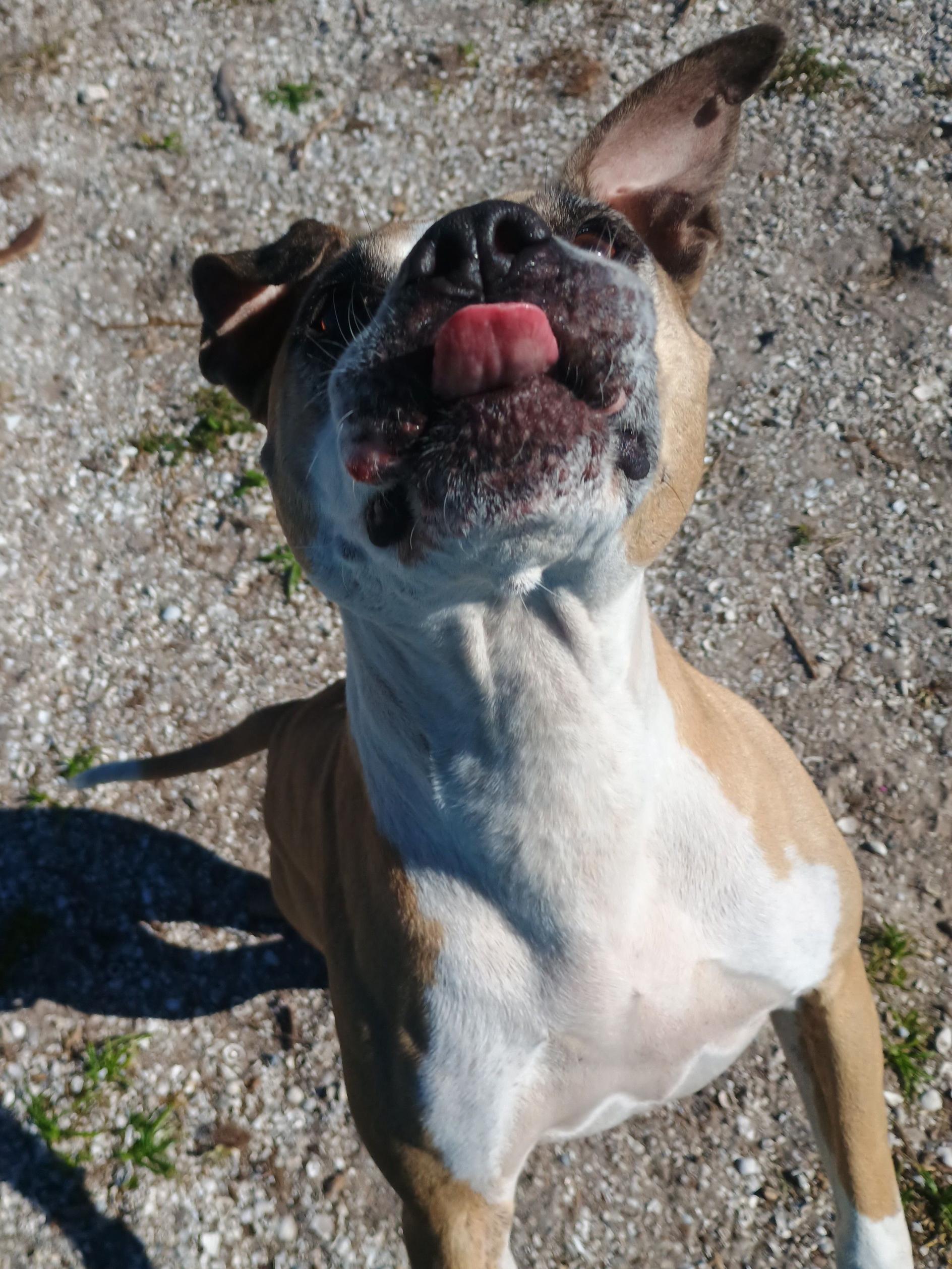 Sasha, a Adoptable mixed breed in New Port Richey, FL image 2/6