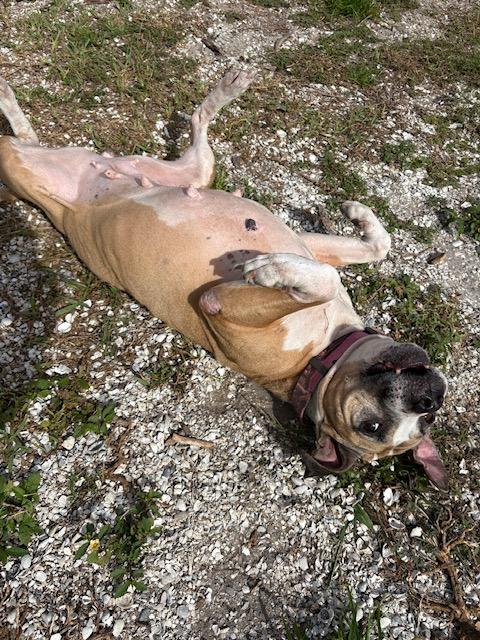 Enlarge Sasha, a Adoptable mixed breed in New Port Richey, FL image 1/2