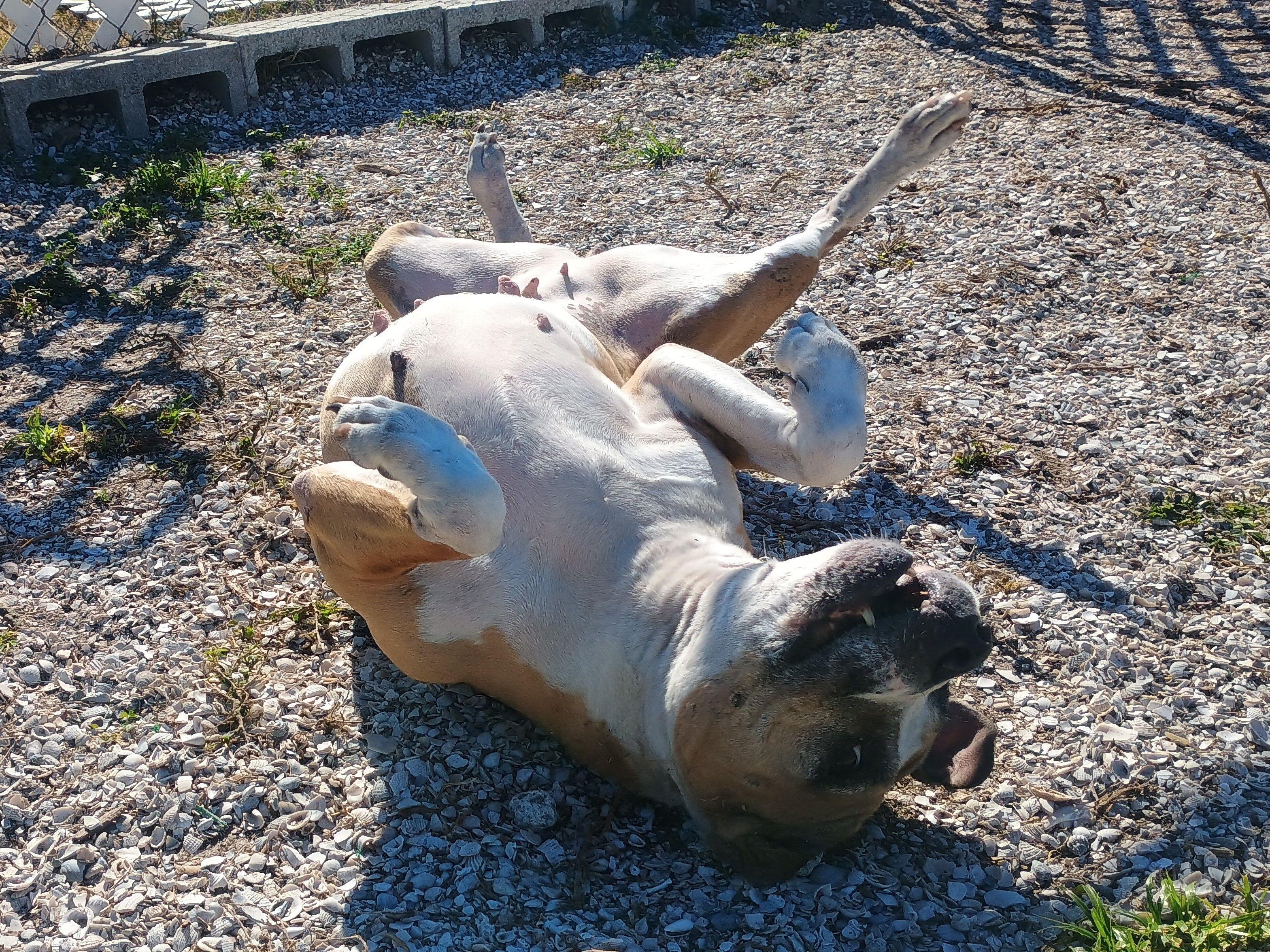 Sasha, a Adoptable mixed breed in New Port Richey, FL image 6/6