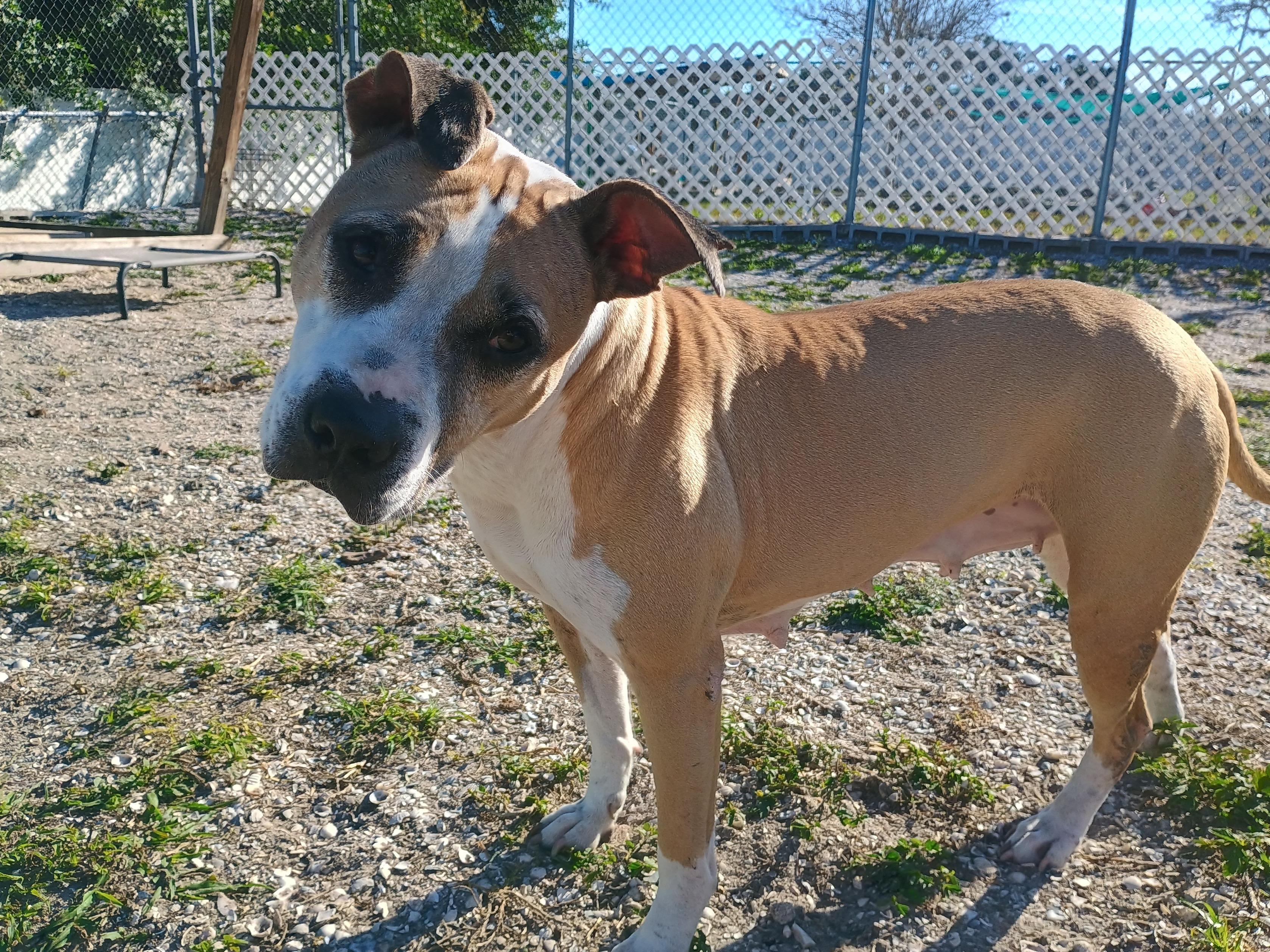 Sasha, a Adoptable mixed breed in New Port Richey, FL image 3/6
