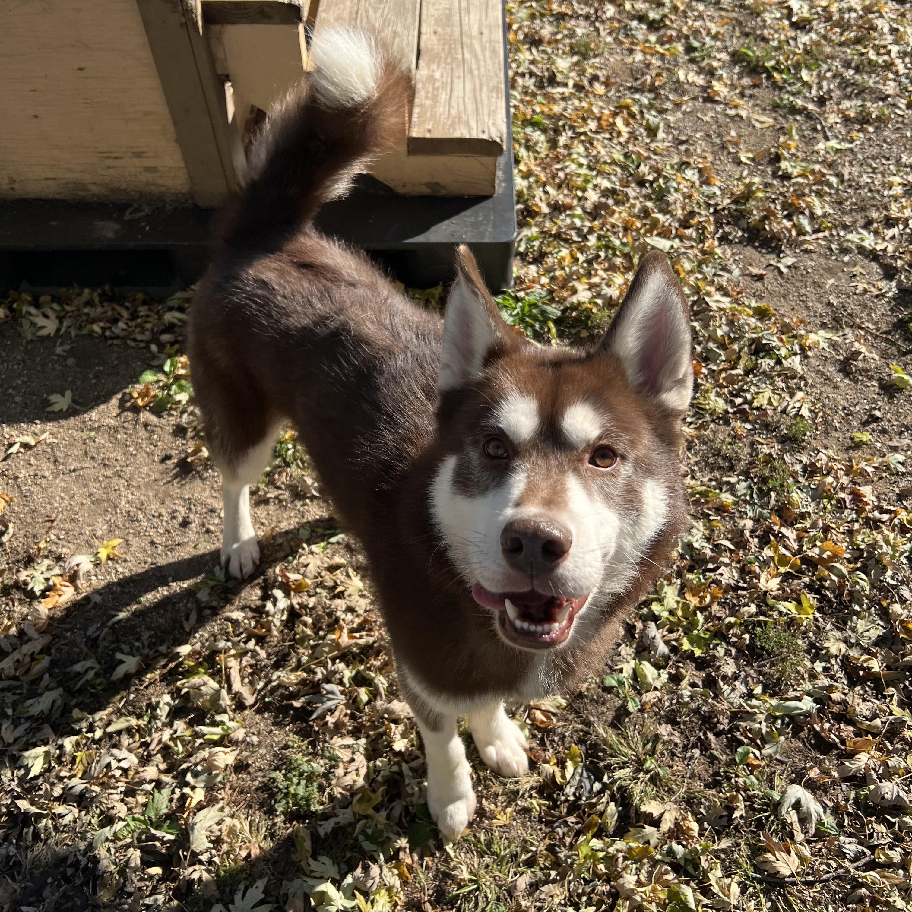 Enlarge Nemo, a Adoptable Husky in Fairmont, MN image 1/6