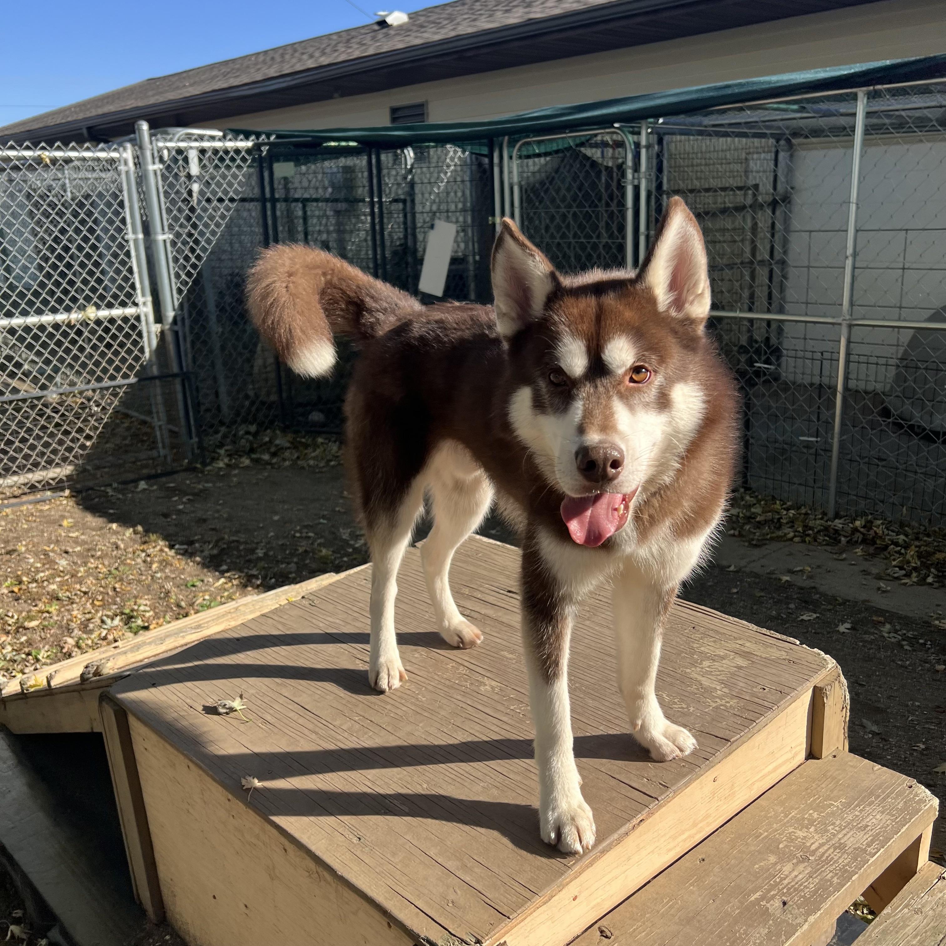 Enlarge Nemo, a Adoptable Husky in Fairmont, MN image 5/6