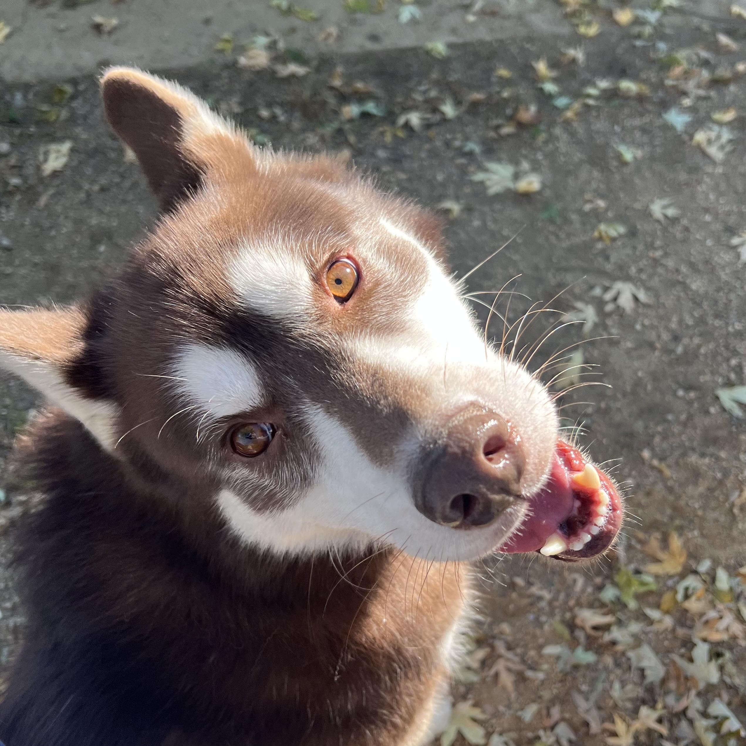 Enlarge Nemo, a Adoptable Husky in Fairmont, MN image 2/6