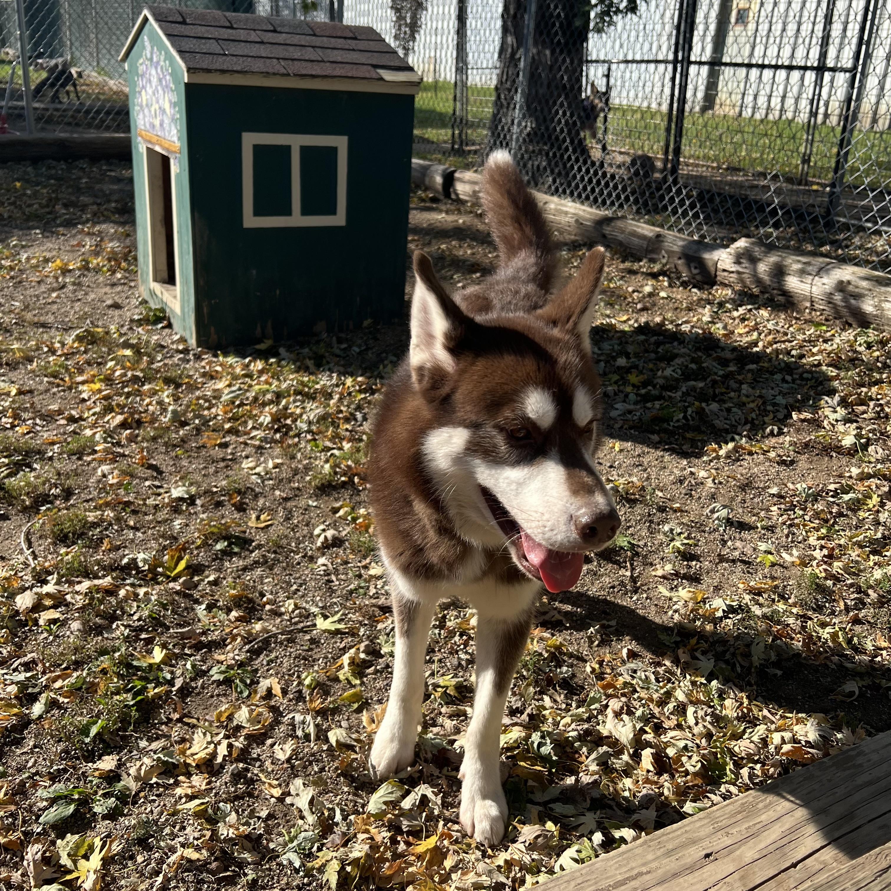 Enlarge Nemo, a Adoptable Husky in Fairmont, MN image 6/6