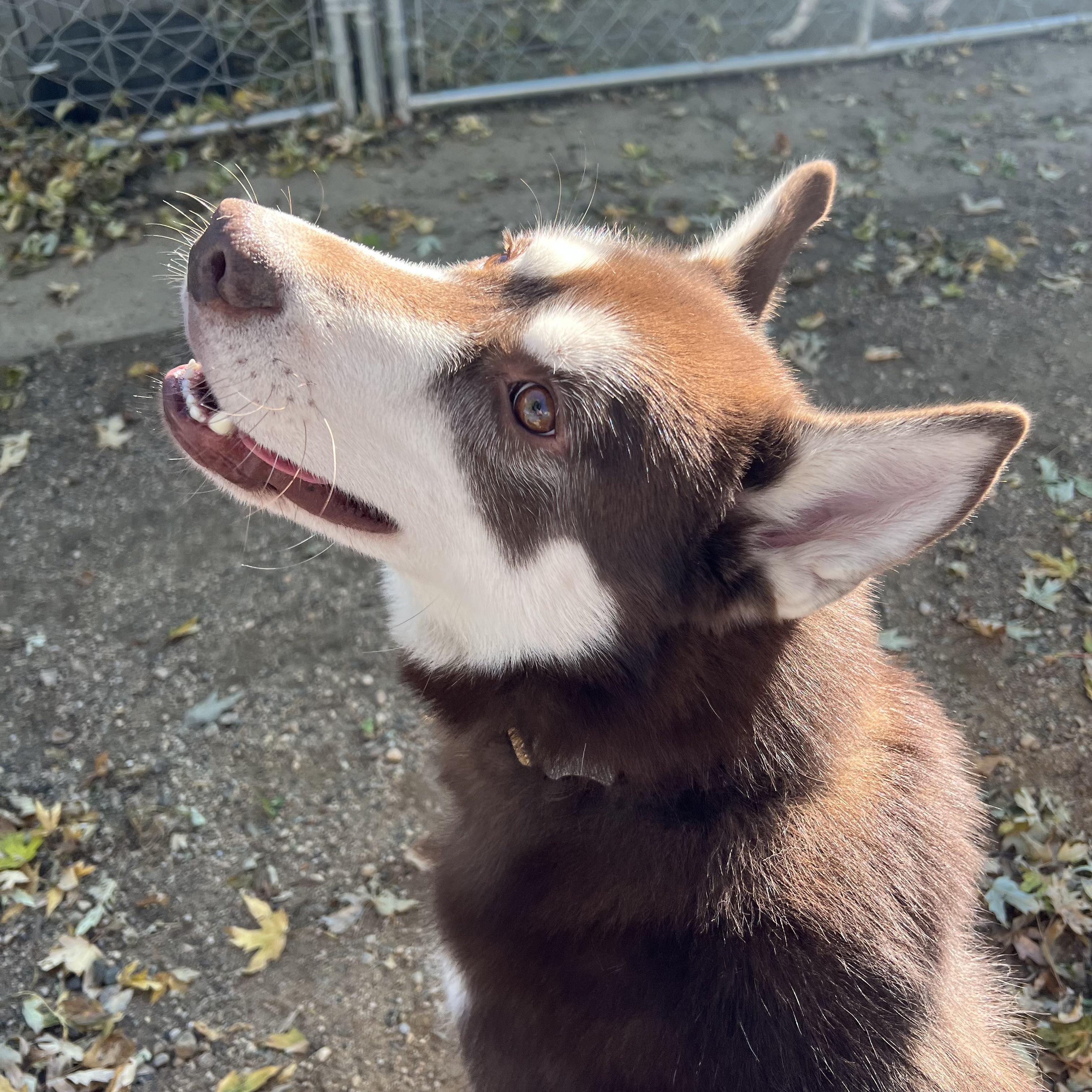Enlarge Nemo, a Adoptable Husky in Fairmont, MN image 4/6