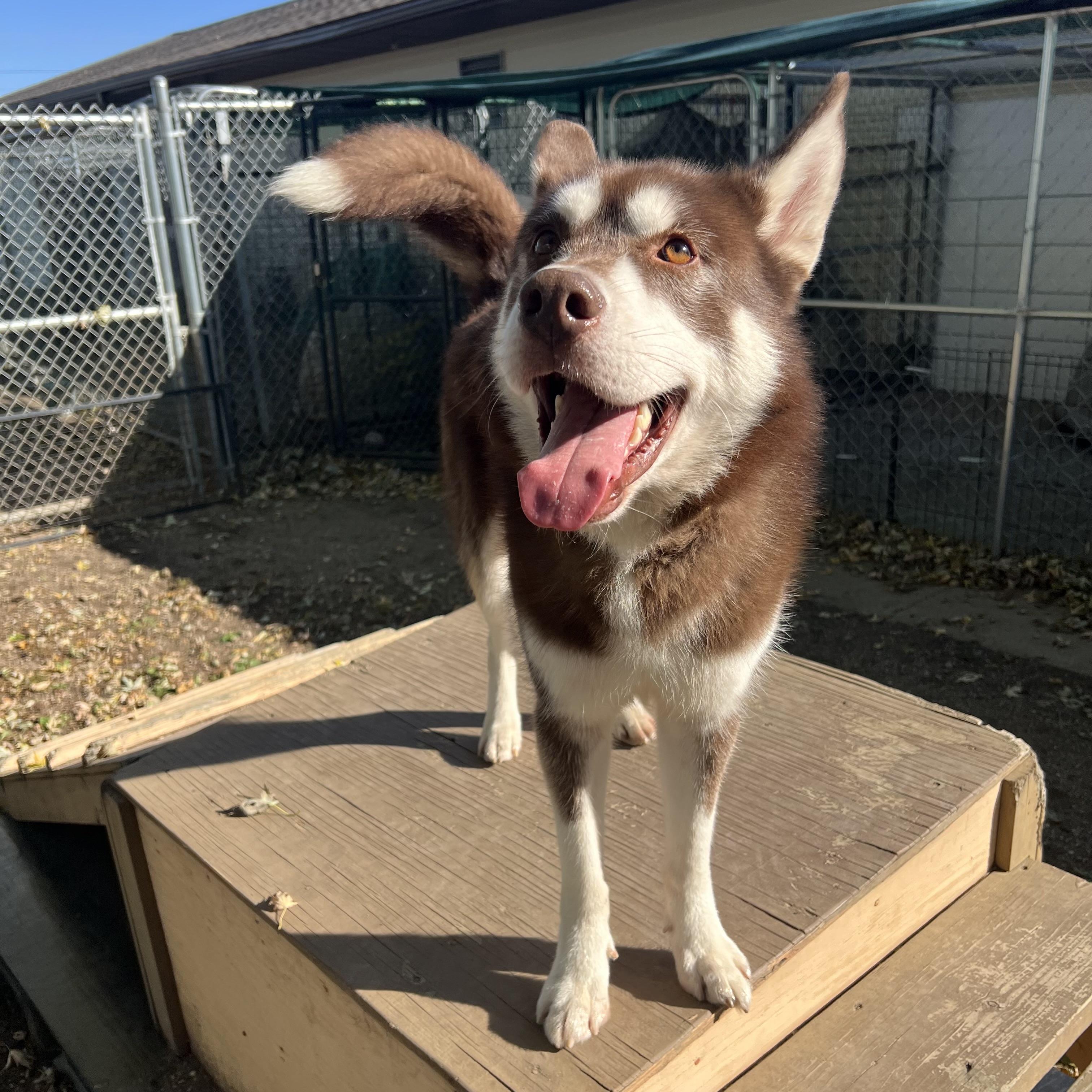 Enlarge Nemo, a Adoptable Husky in Fairmont, MN image 3/6