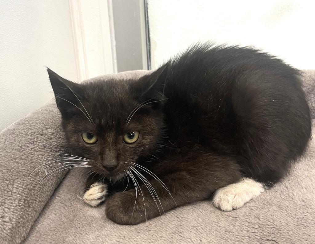 Luffy, Adoptable, Kitten Male Domestic Short Hair.