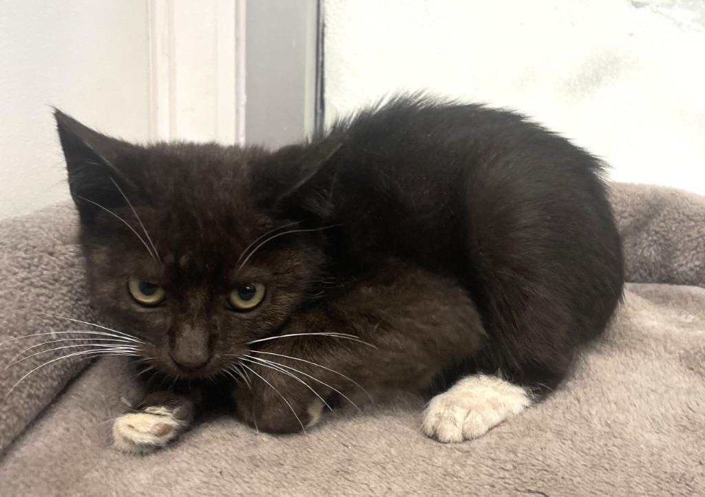 Luffy, Adoptable, Kitten Male Domestic Short Hair.