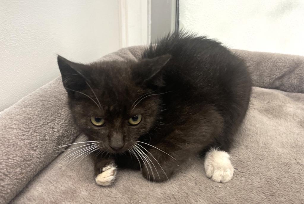 Enlarge Luffy, a Adoptable mixed breed in Belton, TX image 3/4