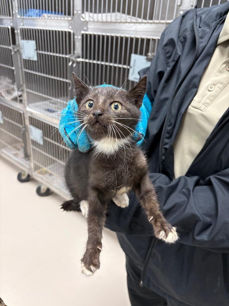 Luffy, a Adoptable mixed breed in Belton, TX image 2/4