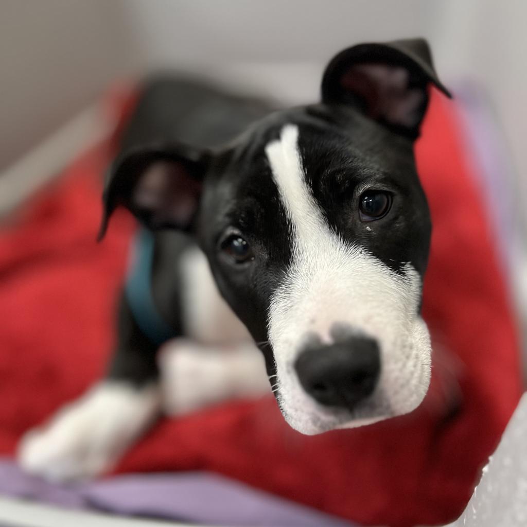 Cora, Adoptable, Adult Female Mixed Breed.