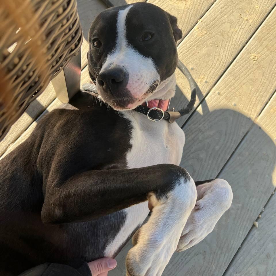 Cora, Adoptable, Adult Female Mixed Breed.