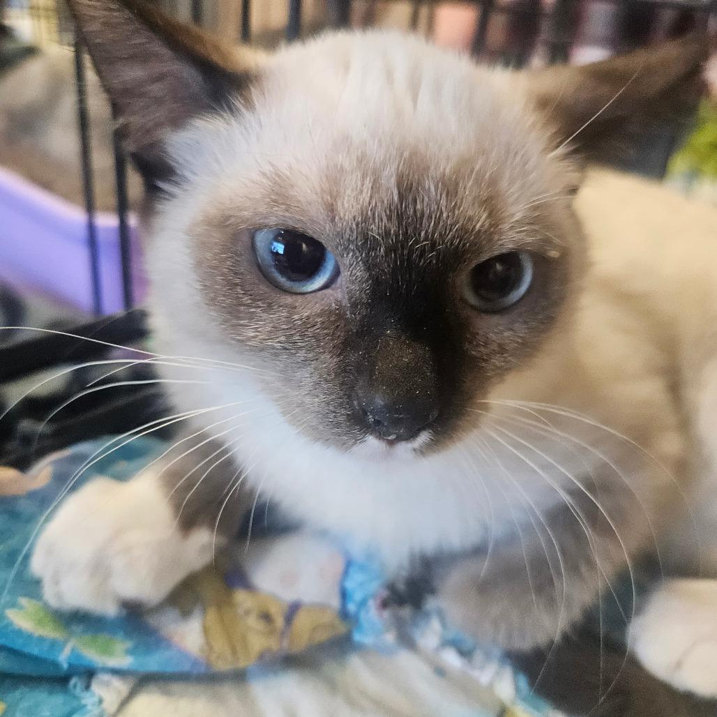 Violet, Adoptable, Kitten Female Domestic Short Hair.