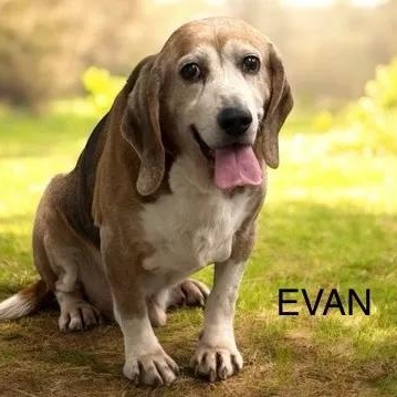 Evan St. Mary's, ADOPTABLE, Senior Male Beagle.