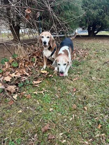 Enlarge Evan St. Mary's, a ADOPTABLE Beagle in Waldorf, MD image 2/3