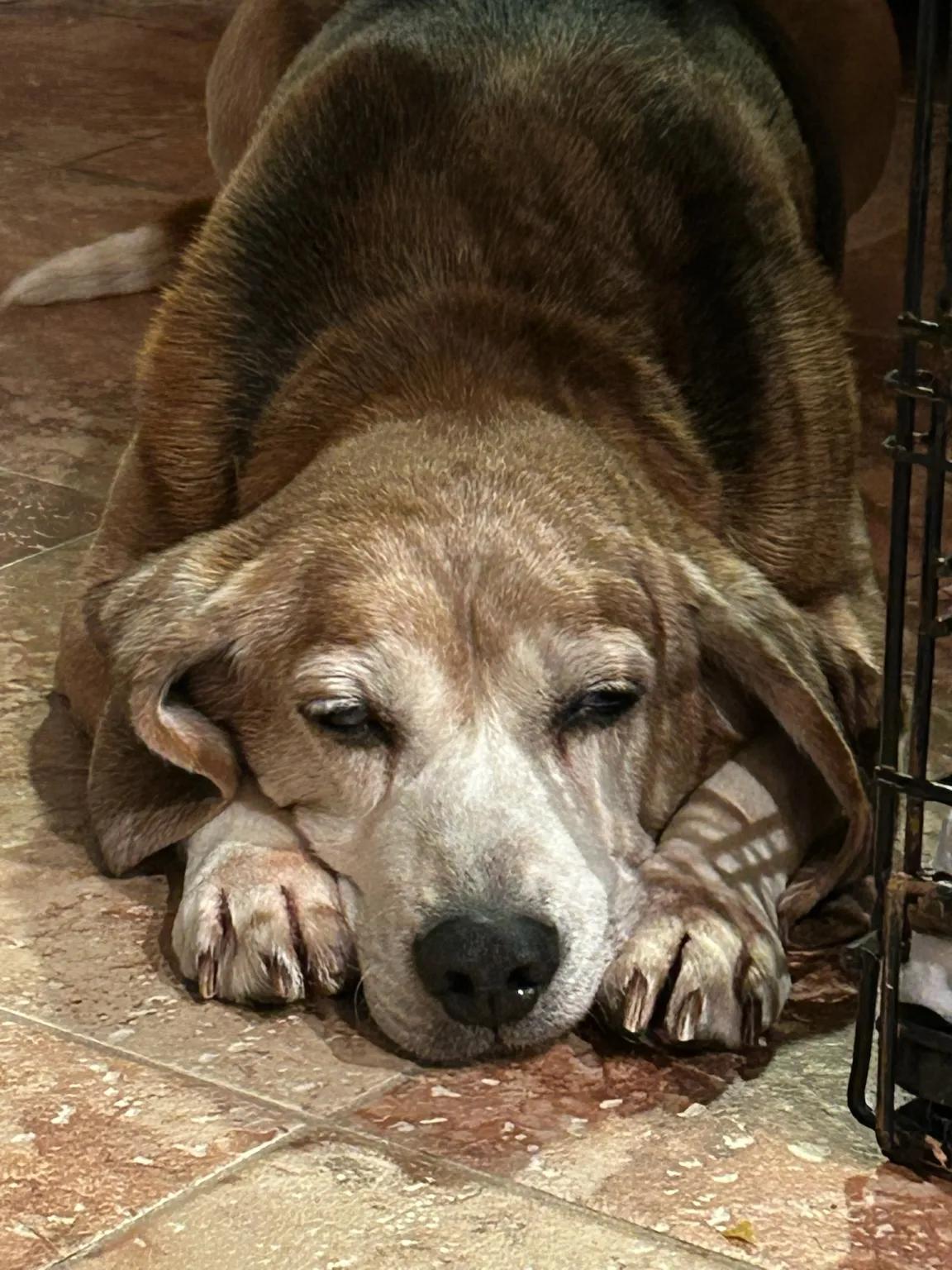 Enlarge Evan St. Mary's, a ADOPTABLE Beagle in Waldorf, MD image 3/3
