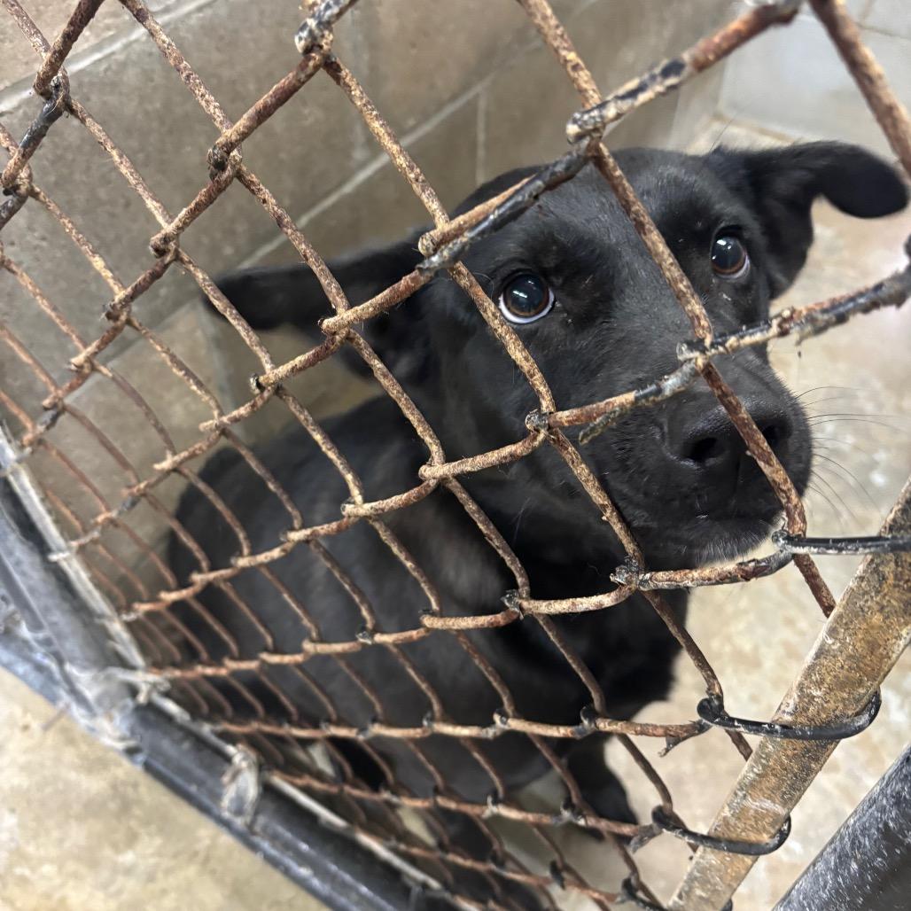 Lizzy, Adoptable, Adult Female Flat-Coated Retriever & Black Labrador Retriever.
